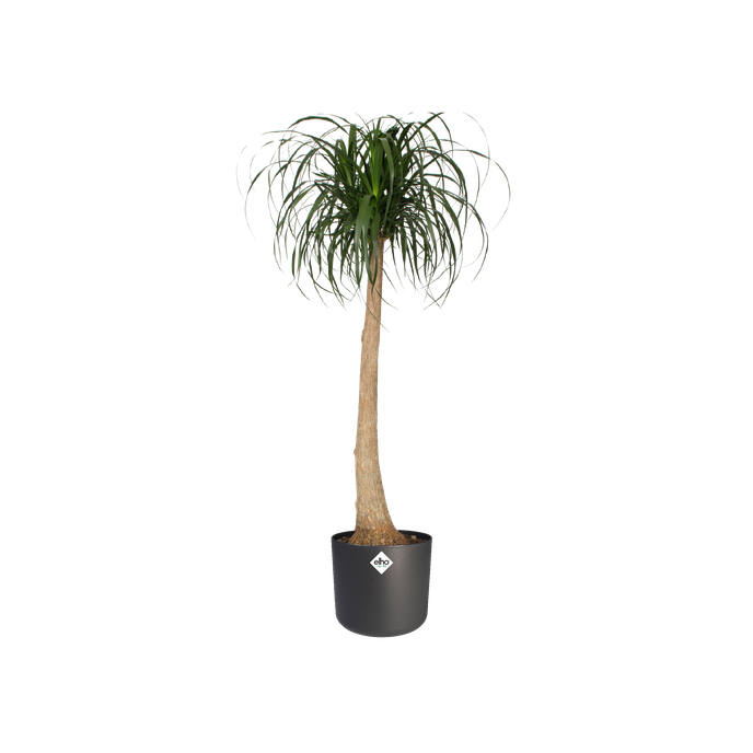 b.for soft rund 35cm anthrazit